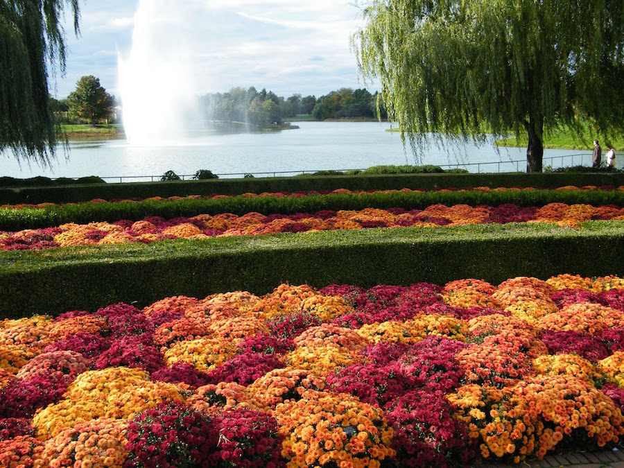 fall-mumms-chicago-botanic-garden